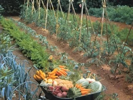 jardin potager terrain de 50 à 200 m2