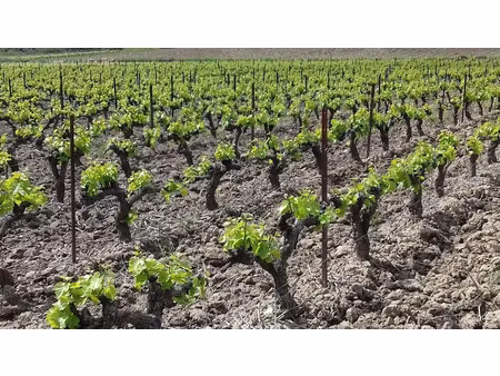 vente terrain 102491 m² à embres-et-castelmaure (11360)  45 000 €