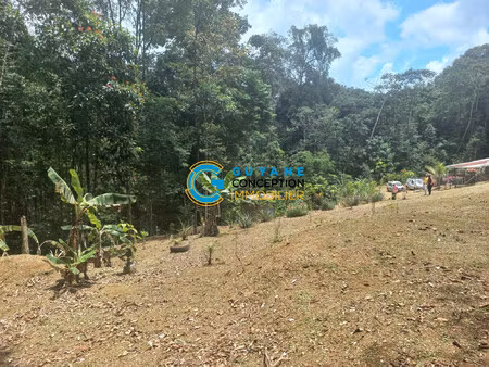 généreux terrain agricole à roura – secteur pointe maripa ?