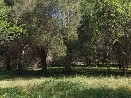 loue terrain ombragé chevaux ?