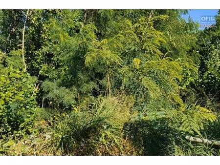 osez le ouaki : 850 m² de terrain plat en plein cœur d’un quartier résidentiel de la riviè