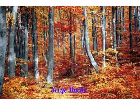 propriétés forestières (fayard)