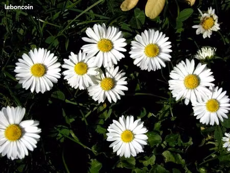 terrain 1019 m² jumel