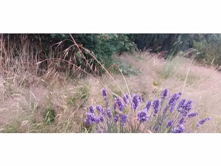 vente terrain 498 m² à troisfontaines (57870)  38 500 €