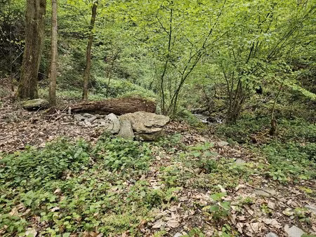 terrain boisé – forêt