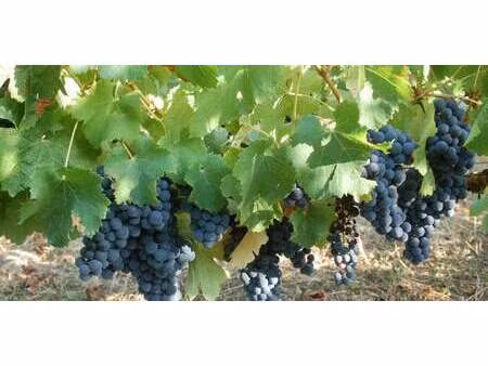 vignoble mombrier (33)