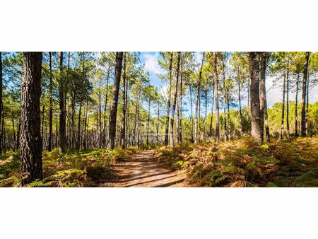 vente terrain 3132 m² biscarrosse (40600)