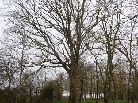 terrain d'agrément   boisé   paysagé