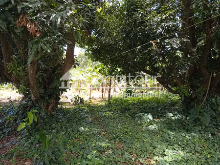 capesterre terrain 2763 m2 'fond cacao'