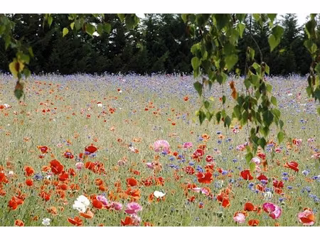 villeneuve les cerfs  terrain constructible