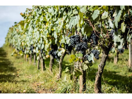 vente terrain 10998 m² juliénas (69840)