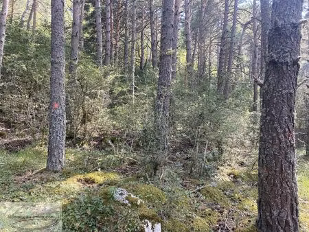 vente terrain 11010 m² gréolières (06620)