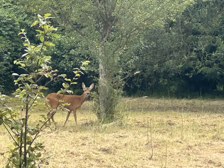 terrain a batir sur samoreau