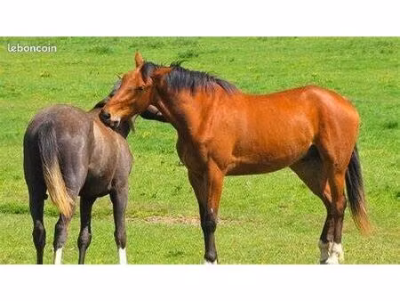herbage pour chevaux