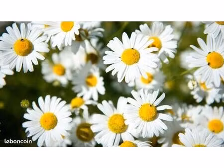 terrain 600 m² essertaux