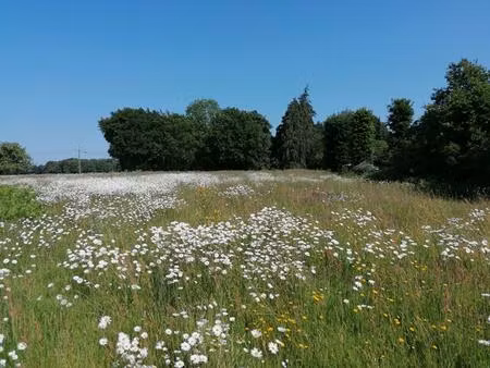 terrain loyat 1446 m2