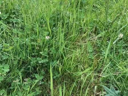 terrain 3116 m² marly gomont