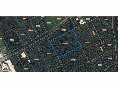 bosgrond 58a83ca gelegen te geel-bel.