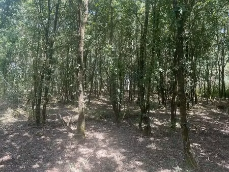 vente terrain 3665 m² talais (33590)