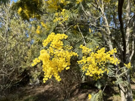 terrain de 556 m² à levignac