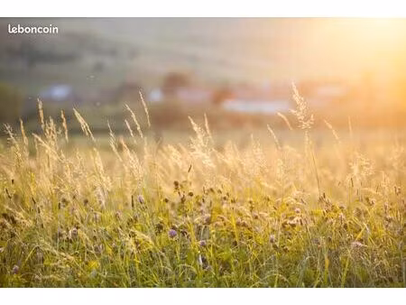 recherche prairies pour pâturage chevaux secteur guichen