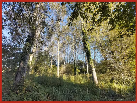 vente parcelle de peupliers