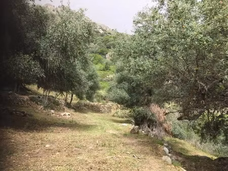 vente terrain 3450 m² à montegrosso (20214)  330 000 €