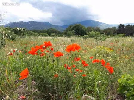 grand terrain 4 hectares (2.70/m2)