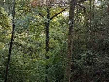 terrain arboré vrizy vouziers 084oo