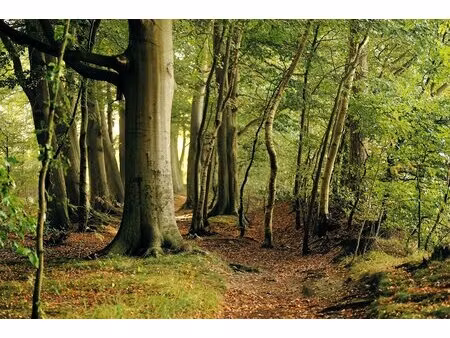 terrain boisé – forêt
