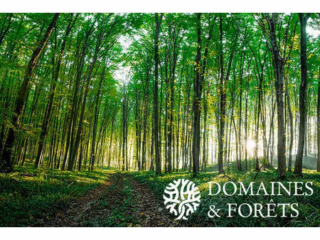 forêt dans le lot-et-garonne d’environ 41 hectares