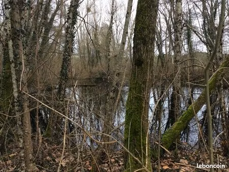 terrain arbore avec son etang