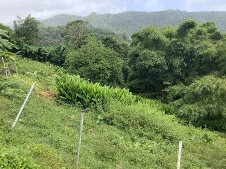 vente terrain 760 m² à le morne rouge (97260)  65 000 €