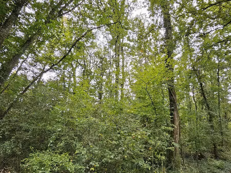 vente terrain 1963 m² pont-sur-yonne (89140)