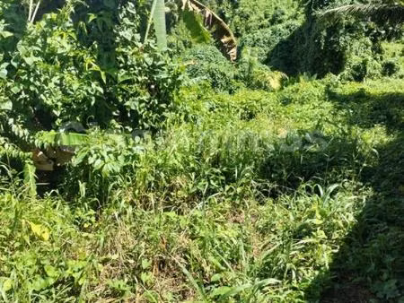 terrain de 2592m² situe a route de duhamel besson gosier