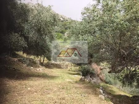 vente terrain à batir 3450 m² à montegrosso (20214)  347 000 €