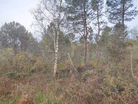 vente terrain 17295m2 pleine-selve 33820 - 55000 € - surface privée