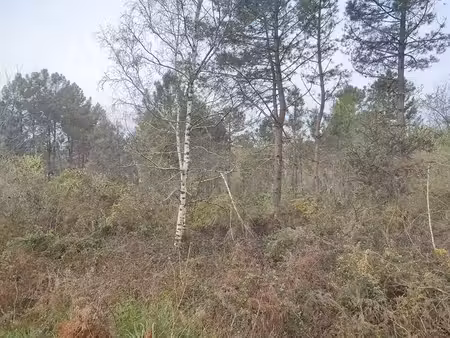 vente terrain pleine-selve 33820 - - surface privée