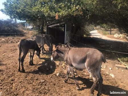 terrain de loisir 15 mn de monaco pour mettre un cheval