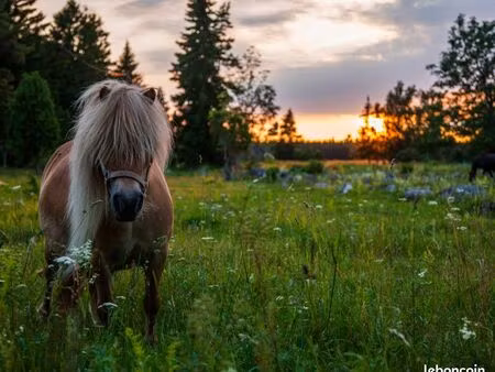 recherche pâture ou terrain