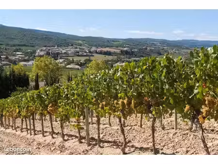 vignes à vendre prix à l’hectare