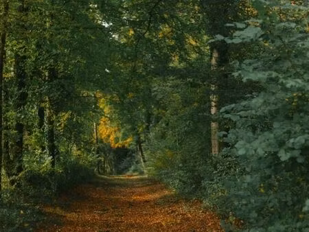 recherche terrain boisé