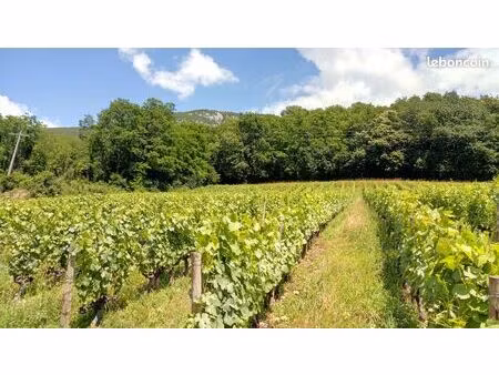 1ha 90a de vignes en cépage gamay et mondeuse savoie (73)