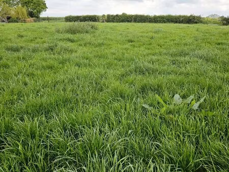 en vente terrain constructible 30 8 ares – 52 000 € |bailleul-lès-pernes