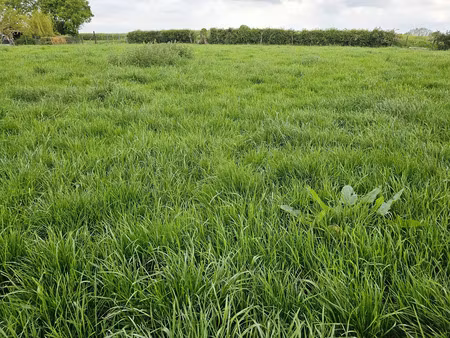 vente terrain 3080 m² bailleul-lès-pernes (62550)