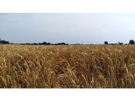 investissement 7ha 73a 47ca - secteur de plélan-le-grand (35).