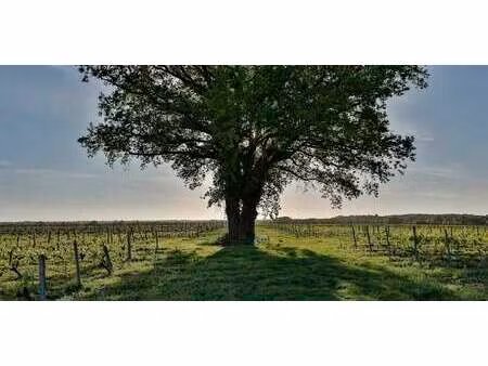 vignoble avec piscine et dépendances civrac-en-médoc (33)