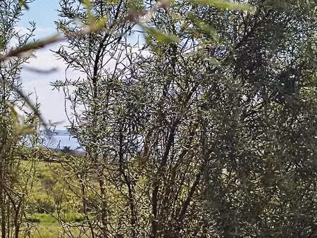 vente terrain bord de mer à telgruc-sur-mer (29560) : à vendre bord de mer / 831m² telgruc