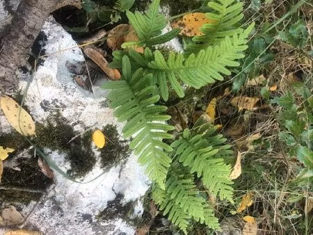 terrain boisée (chêne cade) bord d hérault à 30 min de montpellier