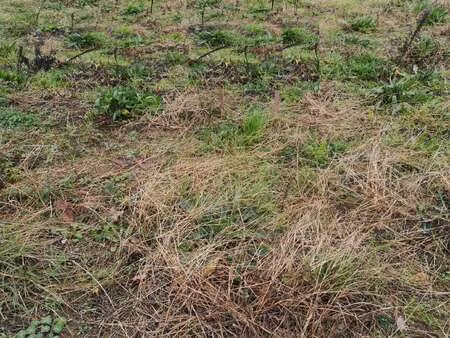 vente terrain à vendrennes (85250) : à vendre / vendrennes